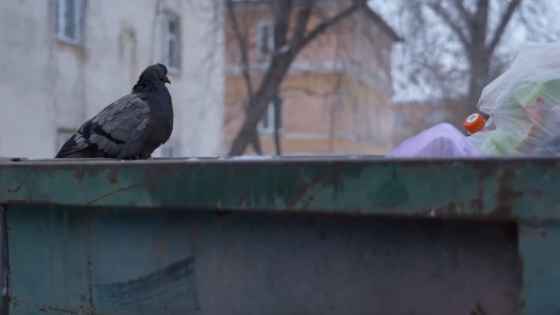 Власти Томска закончили проверку «Спецавтохозяйства». Томское время | Телеканал