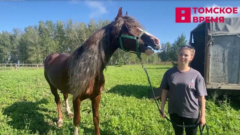 В селе Зырянское прошли конные соревнования. Томское время | Телеканал