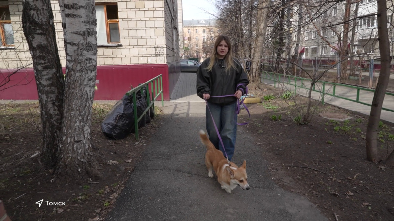 В регионе сезон клещей стартовал раньше обычного. Томское время | Телеканал