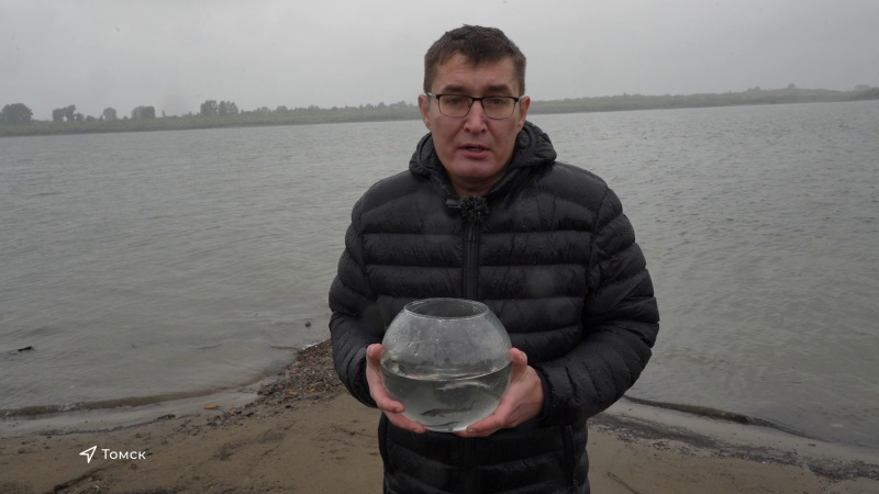 В Томь выпустили полутора миллиона мальков стерляди. Томское время | Телеканал