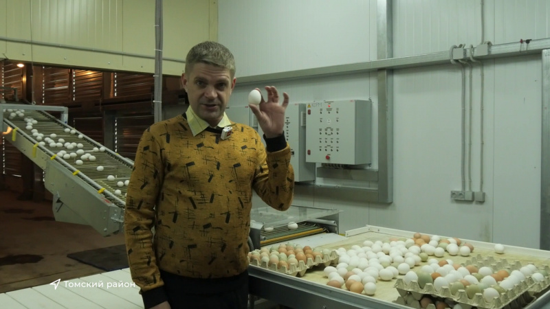 В регионе увеличится производство куриных яиц. Томское время | Телеканал