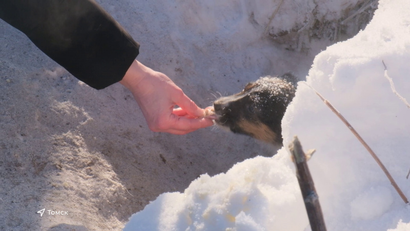 В Томске появился необычный чат. Томское время | Телеканал