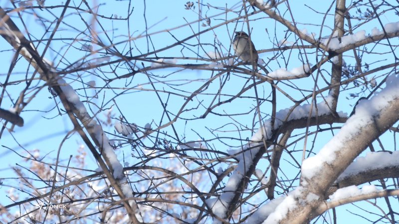 Сибирские морозы отступили в регионе. Томское время | Телеканал