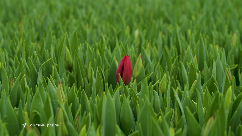 В агрокомплексе Трубачево начались работы по сбору тюльпанов. Томское время | Телеканал