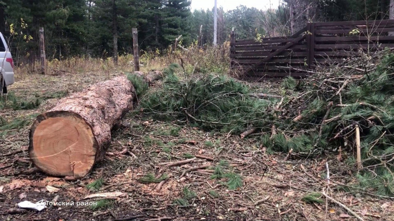 Прокуратура начала проверку из-за вырубки кедров в Томском районе. Томское время | Телеканал